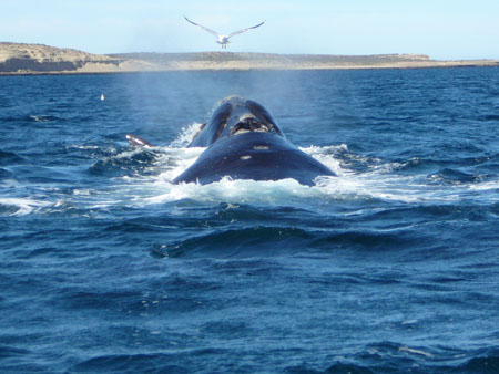 Baleine joueuse � la p�ninsule Valdes