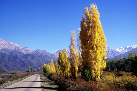 Peupliers d'automne au pied de la Cordill�re