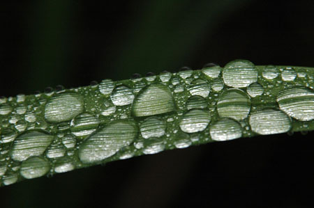 Macro