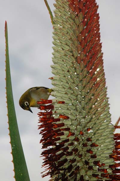 Oiseau
