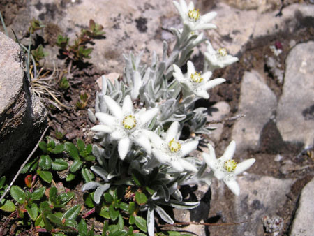 �delweiss au plateau d'emparis