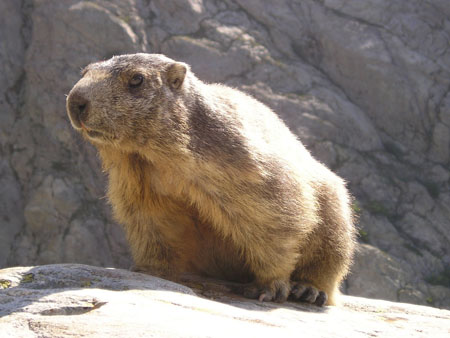 Marmotte