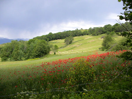 Champ de coquelicots � Puteville