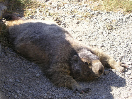 sieste de marmotte au glacier blanc