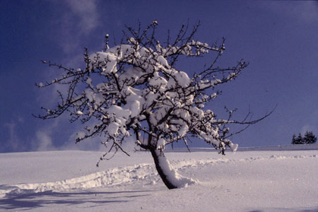arbuste sous la neige, Les Gets