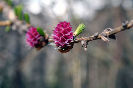 bourgeons de m�l�ze
