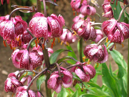 lys martagon