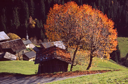 le cerisier d'or