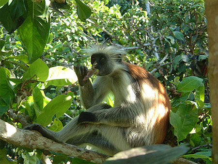 Singe