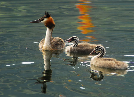 gr�bes en famille