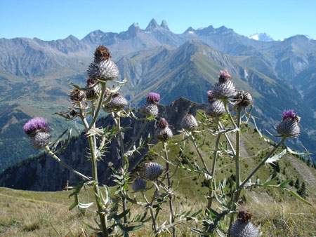 les aiguilles et chardons