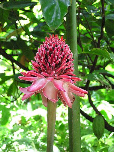 Rose de porcelaine