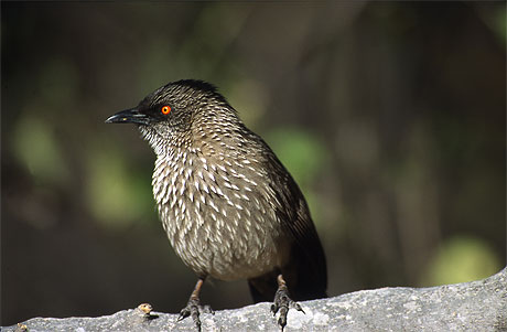 l'oiseau
