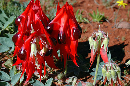 Desert peas 