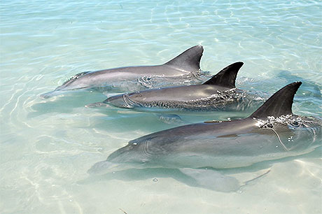 Dauphins en escadrille 