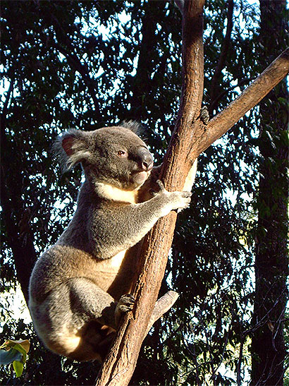 Koala