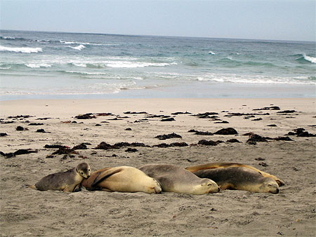 Lions de mer australiens