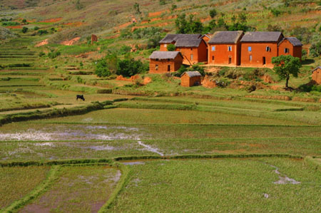 Paysage malgache