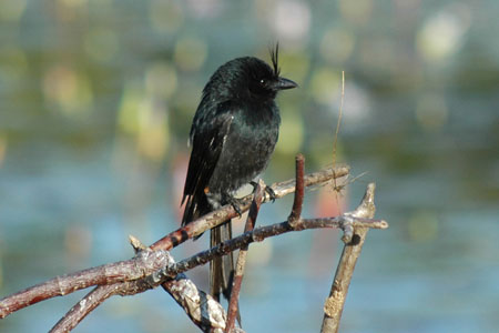 Drongo Malgache