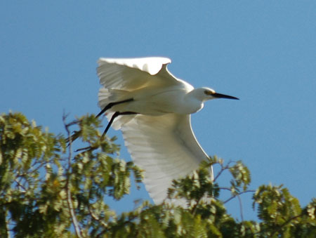 Grande aigrette