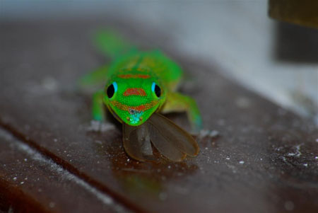 Le gecko diurne � poussi�re d'or au repas