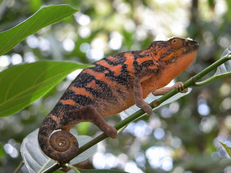 Ze Cameleon