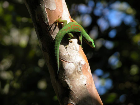 Geko