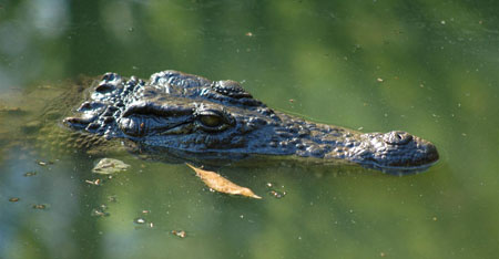 Crocodile