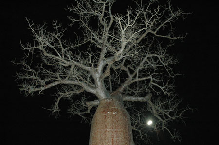 Baobab au clair de lune