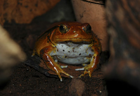 Discophus gunei