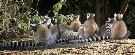 Lemur catta