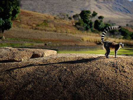 Lemur catta