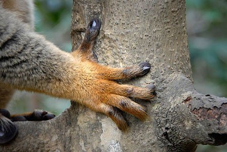 Main de l�murien