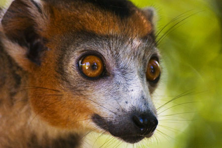 Dans les yeux du l�murien