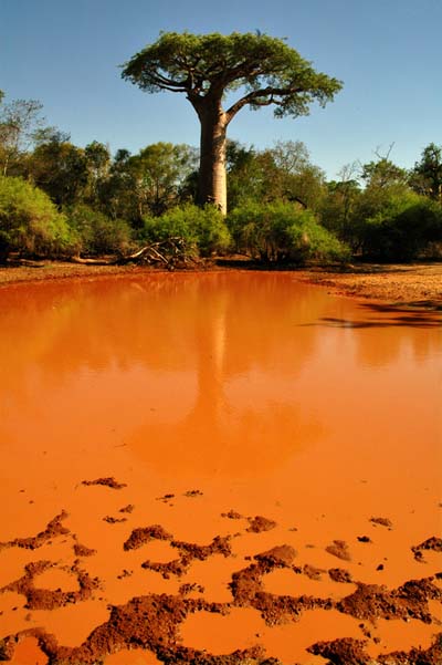 Baobab