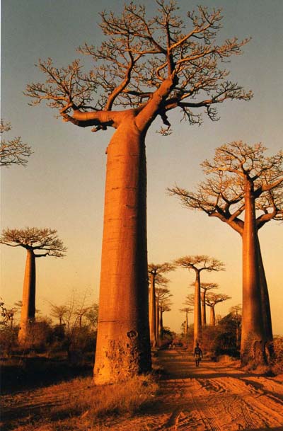 All�e des Baobabs, Monrondava
