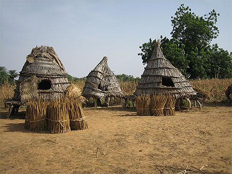 La r�colte de millet