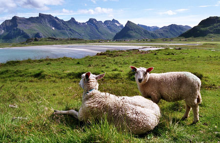 moutons