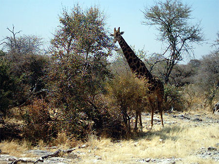 Vieille girafe .