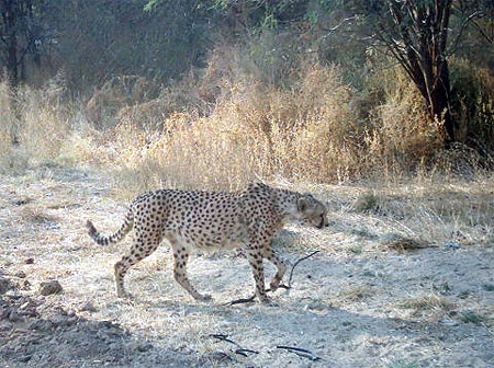 Cheetah
