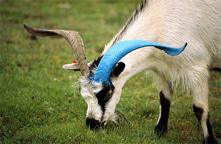 Corne bleue