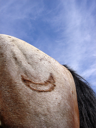 Cheval lune