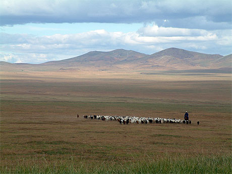 Berger dans l'immensit� de la Mongolie