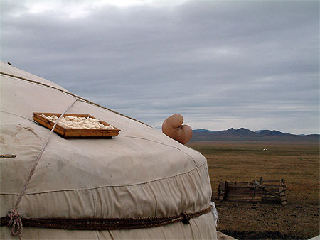 Fromages et panse s�chant sur le toit d'une yourte mongole