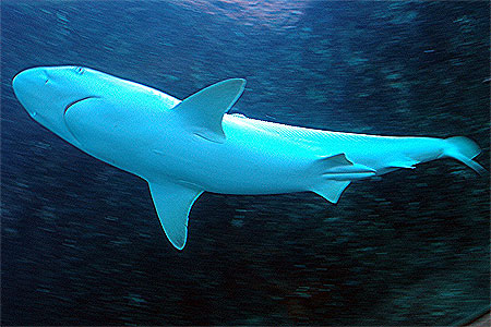 Requin blanc