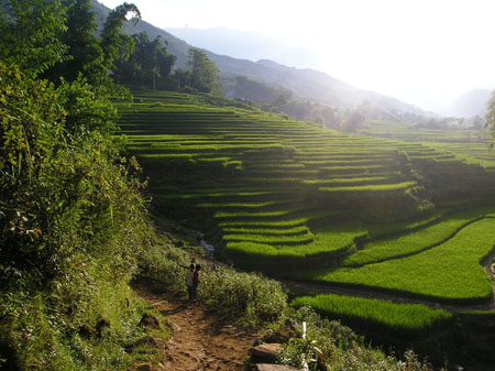 Coucher de soleil sur les rizi�res du Nord du Vietnam