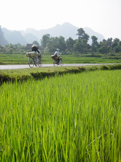 Dans les rizi�res du Vietnam 