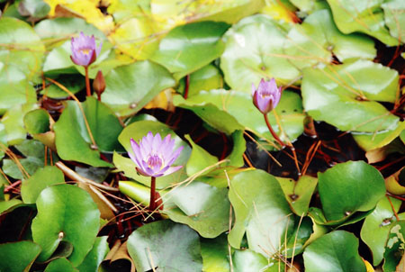 Nenuphars