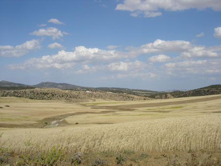 grain au vent