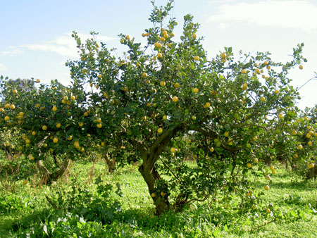 ARBRES